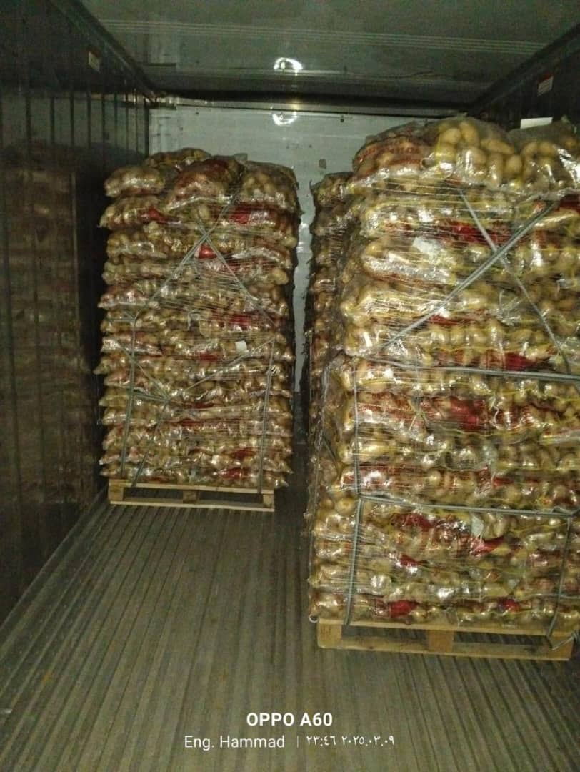 بطاطس حاوية مبردة